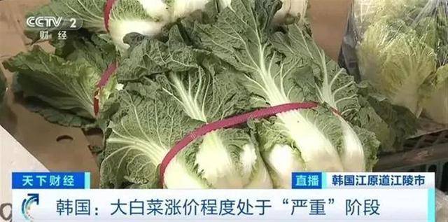 白菜价格飙升韩国再现“泡菜危机”？在韩留学生：最贵时一公斤卖到60多元