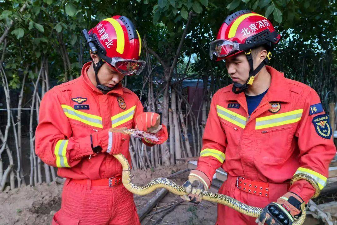 吓人，有蛇藏进汽车引擎盖！北京9天接9起“蛇警”